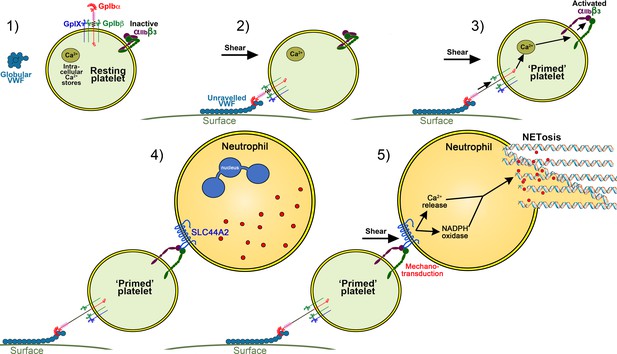 Activated αiibβ3 On Platelets Mediates Flow-dependent Netosis Via 