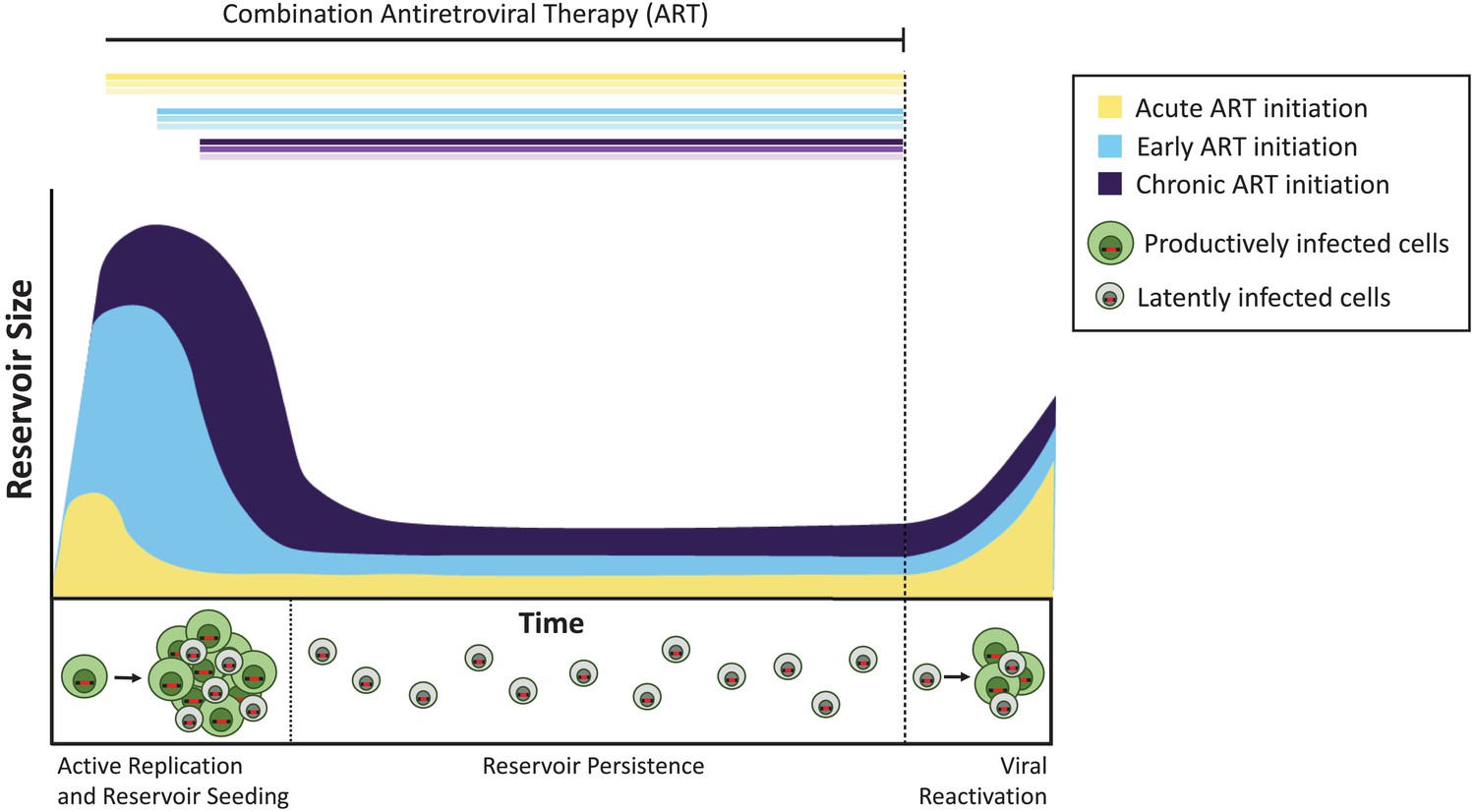 What is a latent viral infection