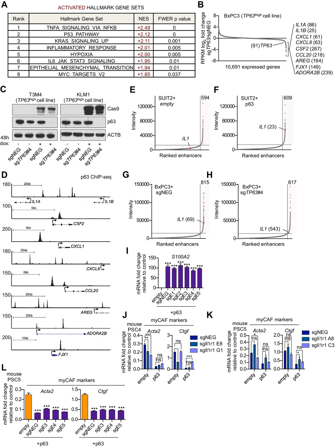 Figures and data in Squamous trans-differentiation of pancreatic cancer ...