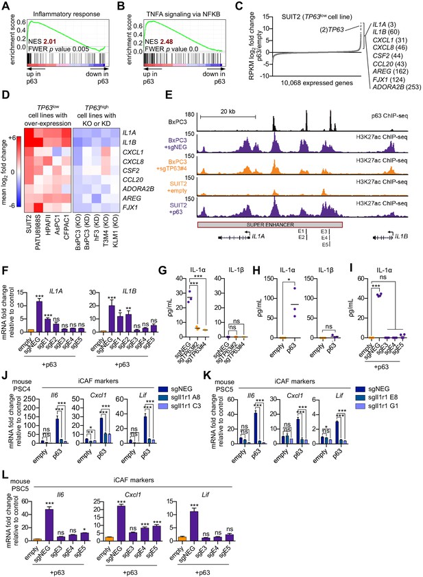 Figures and data in Squamous trans-differentiation of pancreatic cancer ...