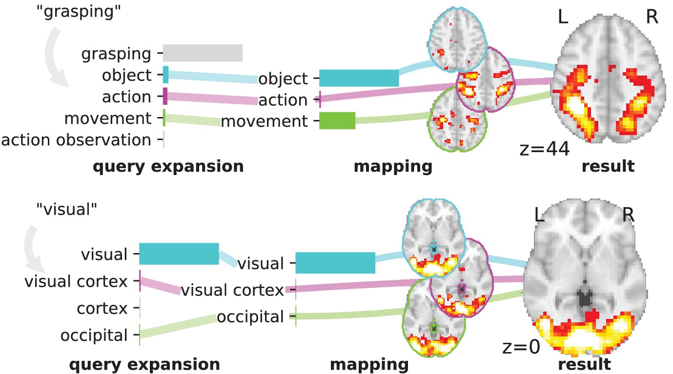 scholar one human brain mapping