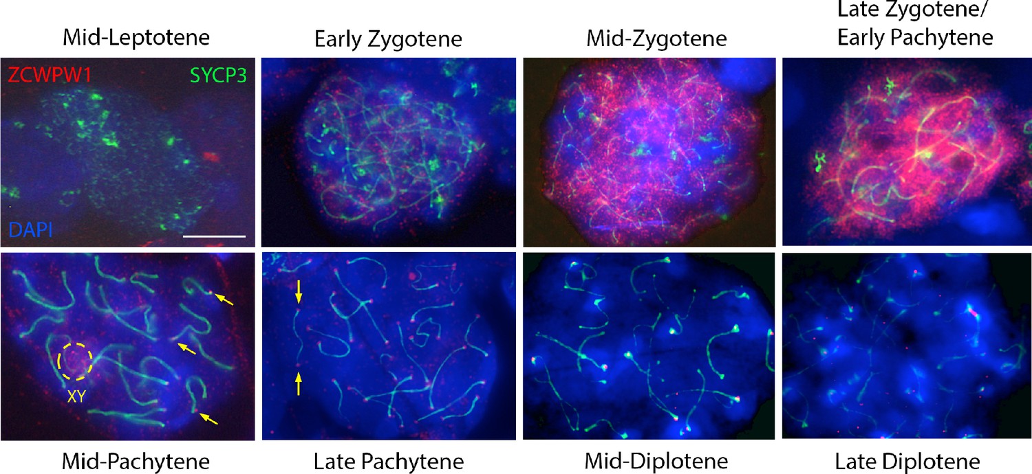 Figures and data in ZCWPW1 is recruited to recombination hotspots by ... Biology Diagrams