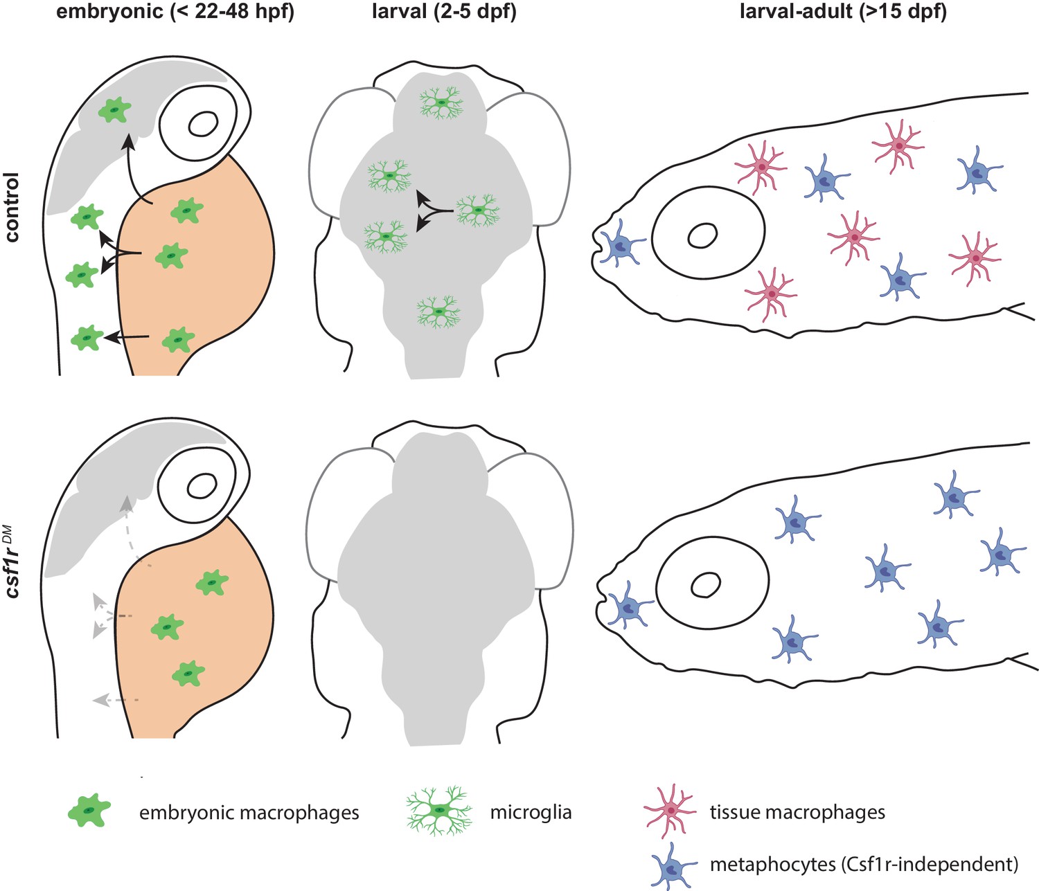 Zebrafish macrophage developmental arrest underlies depletion of microglia  and reveals Csf1r-independent metaphocytes | eLife
