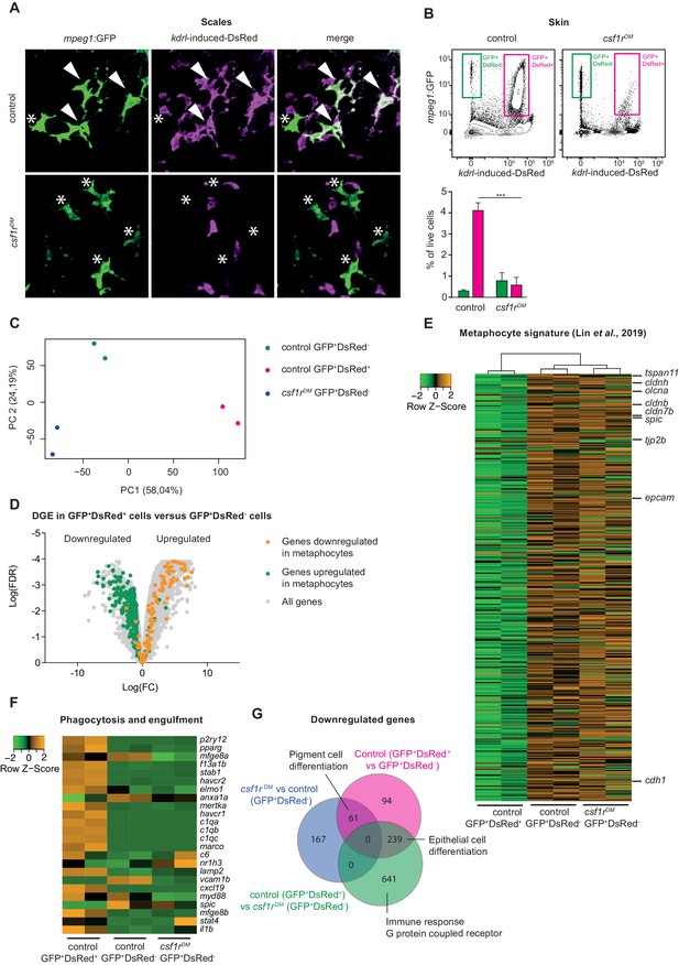 Figures and data in Zebrafish macrophage developmental arrest underlies ...