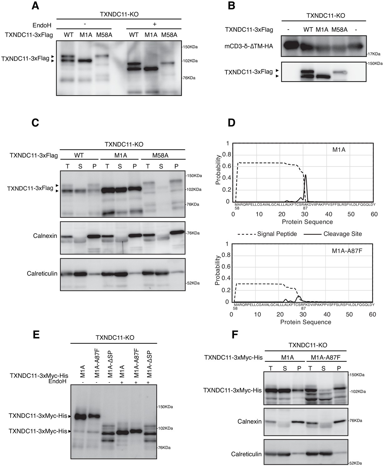 Figures and data in EDEM2 stably disulfide-bonded to TXNDC11 catalyzes ...