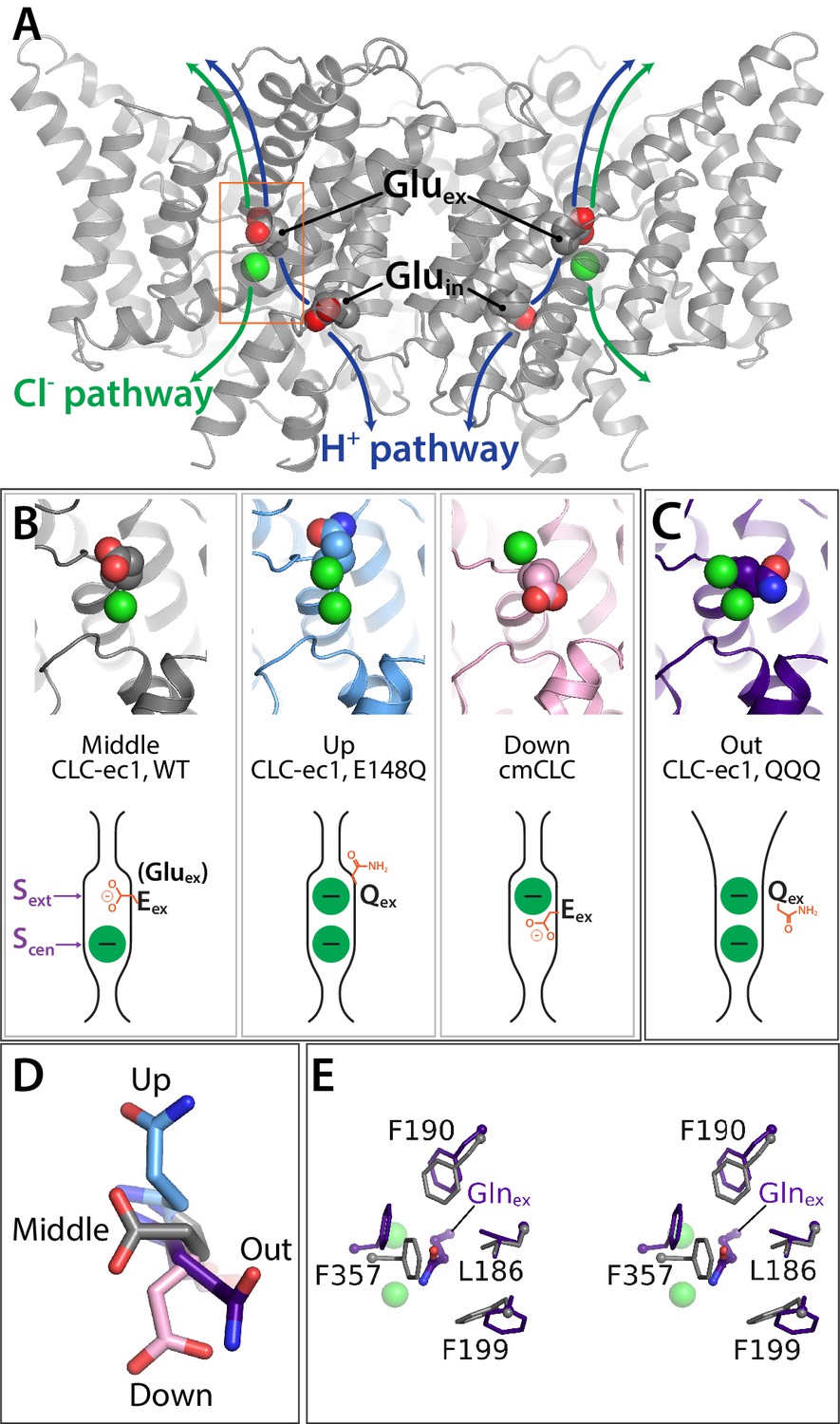 A Clc Ec1 Mutant Reveals Global Conformational Change And Suggests A Unifying Mechanism For The Clc Cl H Transport Cycle Elife