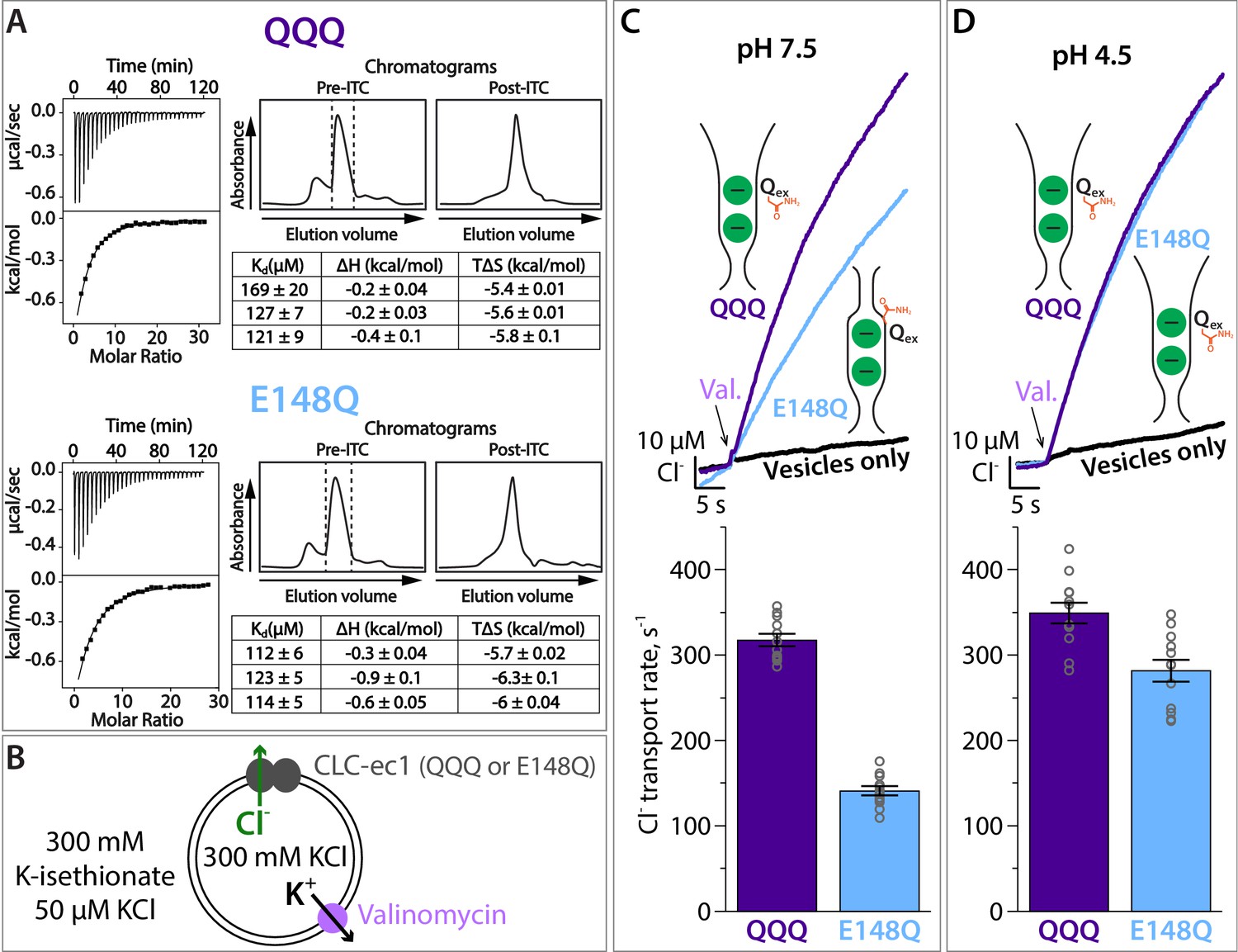 A Clc Ec1 Mutant Reveals Global Conformational Change And Suggests A Unifying Mechanism For The Clc Cl H Transport Cycle Elife