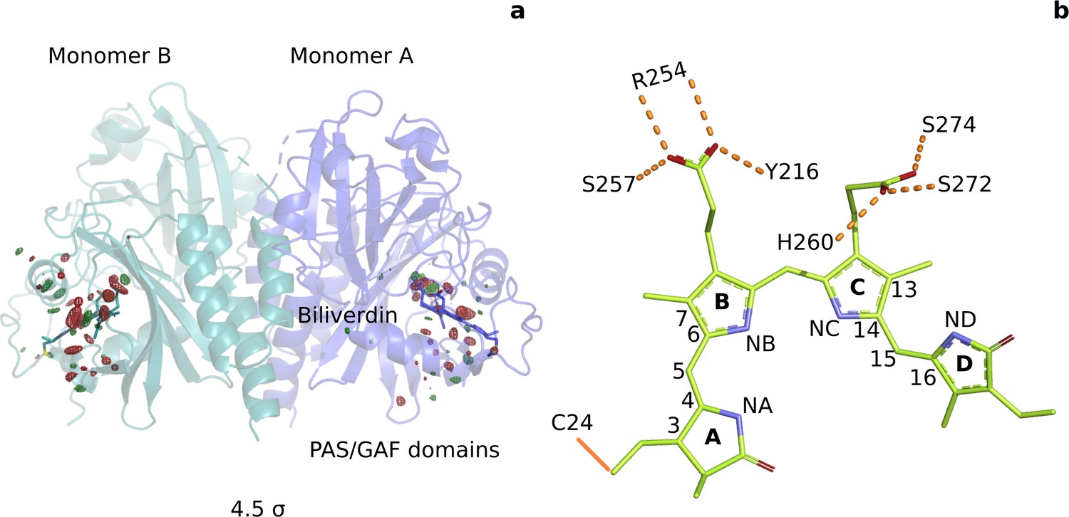 The Primary Structural Photoresponse Of Phytochrome Proteins Captured By A Femtosecond X Ray Laser Elife