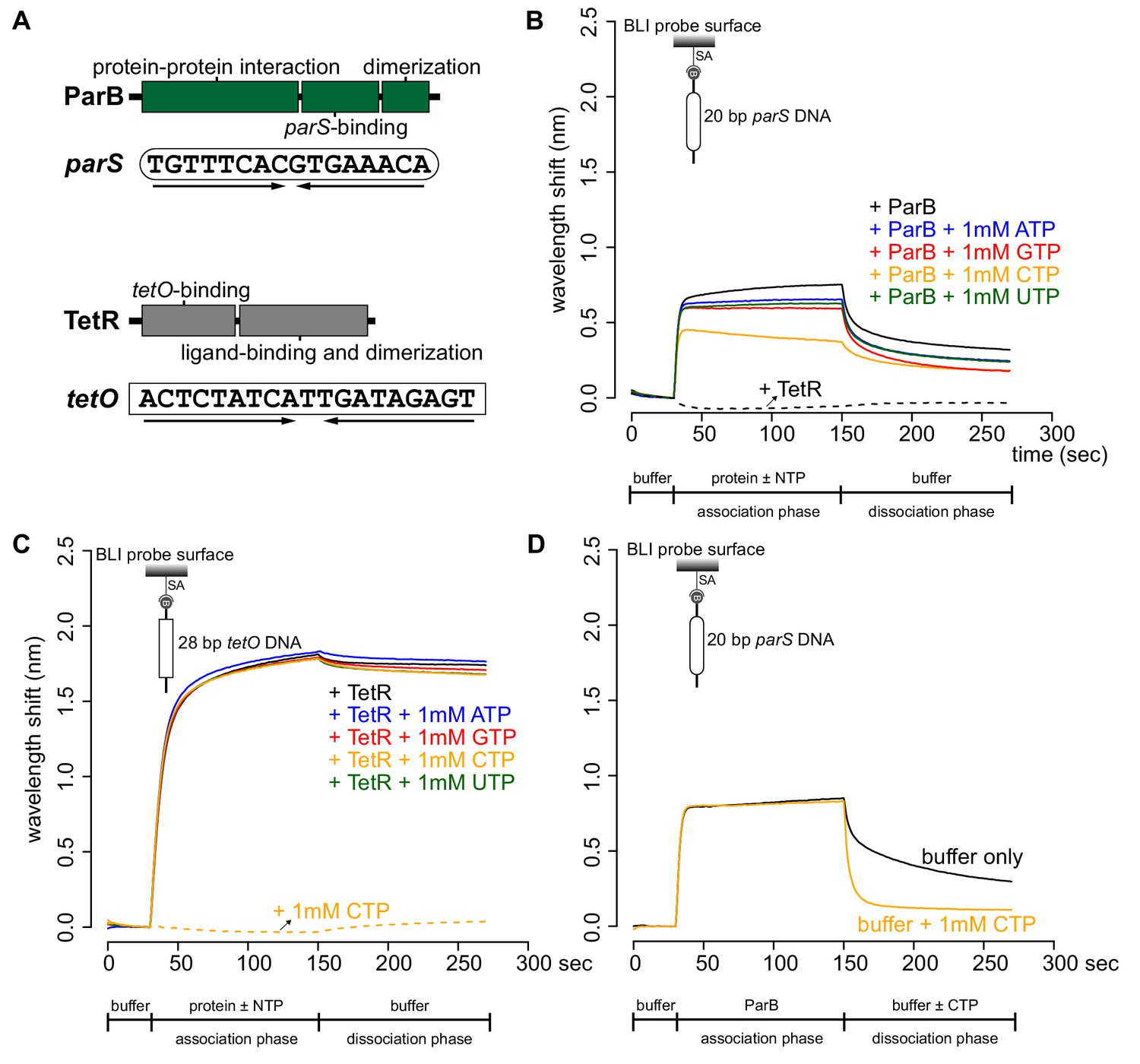 Figures and data in ParB spreading on DNA requires cytidine