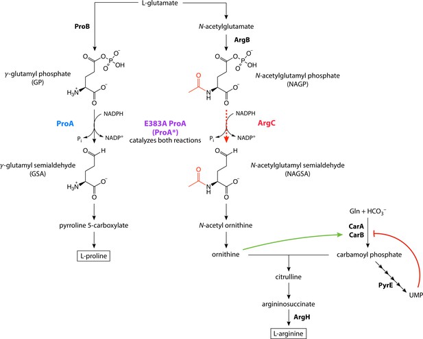 Figures and data in Mutations that improve efficiency of a weak-link ...