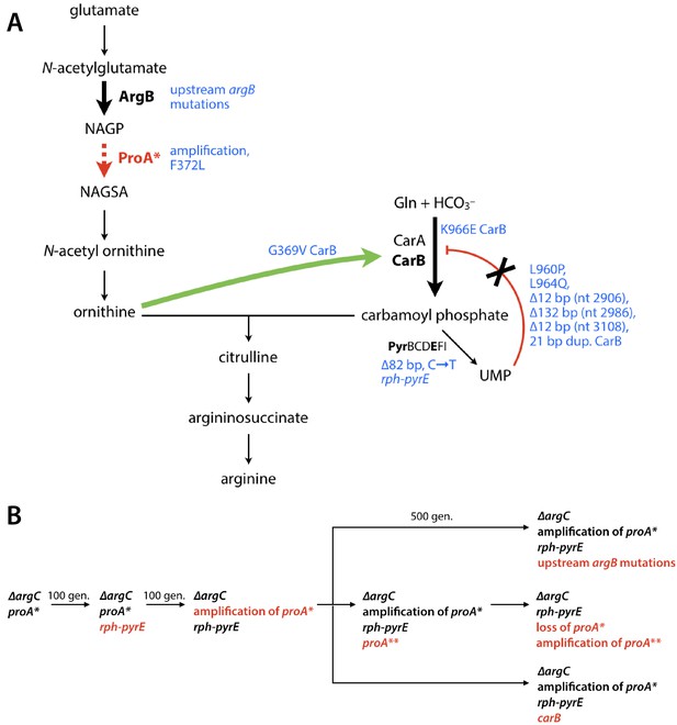 Mutations that improve efficiency of a weak-link enzyme are rare ...