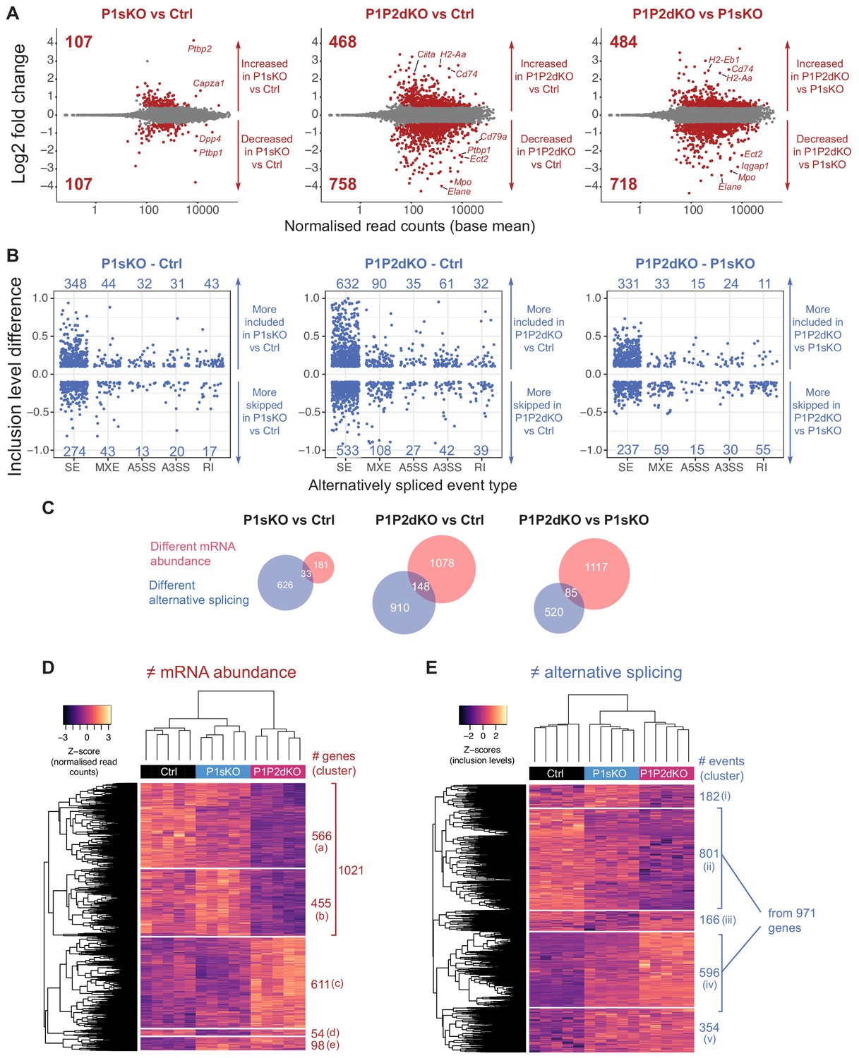 Polypyrimidine tract-binding proteins are essential for B cell ...