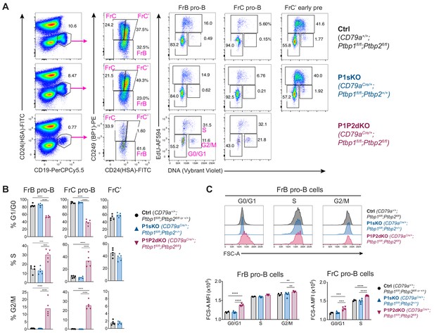 Figures and data in Polypyrimidine tract-binding proteins are essential ...