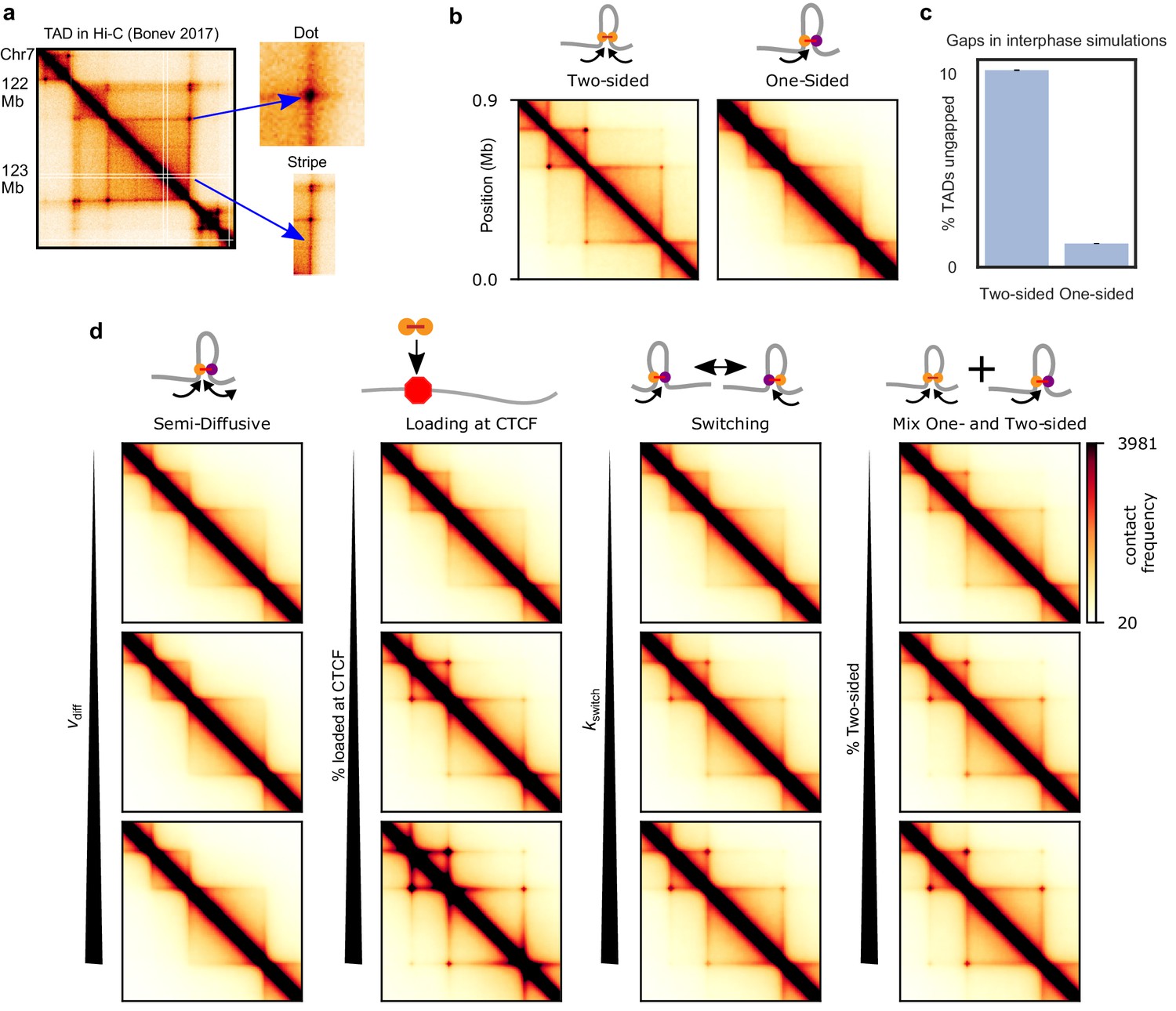 Figures and data in Chromosome organization by one-sided and two-sided ...