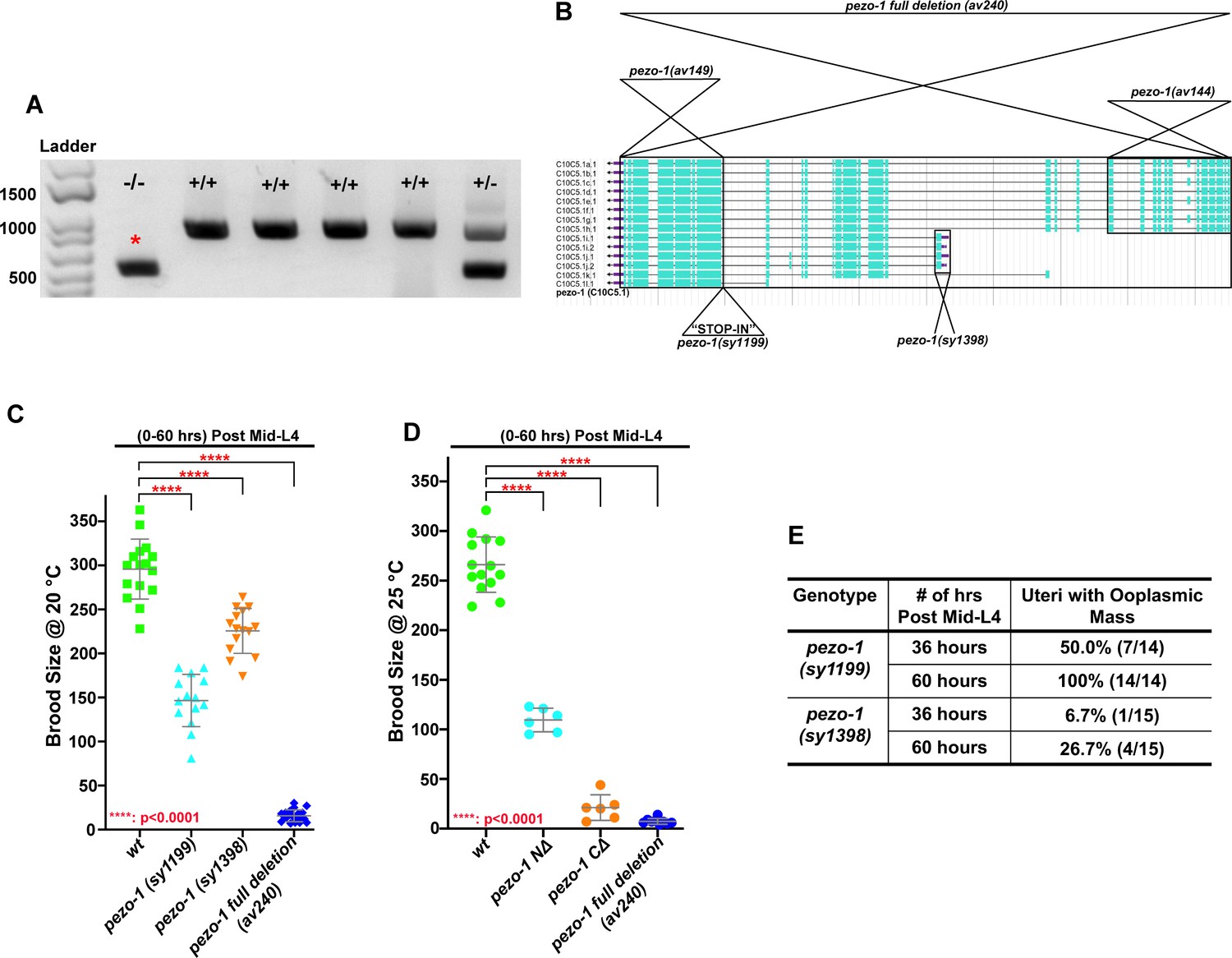 Figures And Data In Caenorhabditis Elegans Piezo Channel Coordinates 