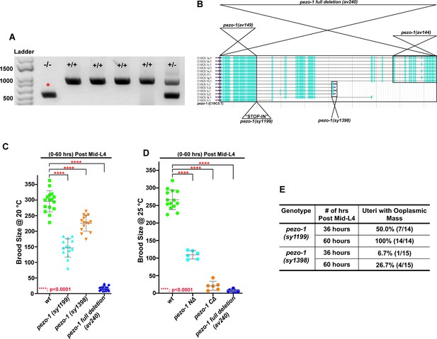 Figures and data in Caenorhabditis elegans PIEZO channel coordinates ...