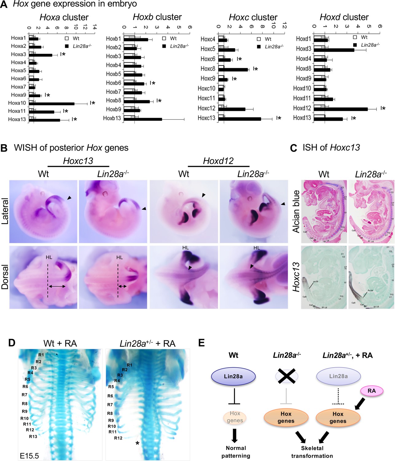 a子 GENE レコード Lin28a/let-7 pathway modulates the Hox code via Polycomb