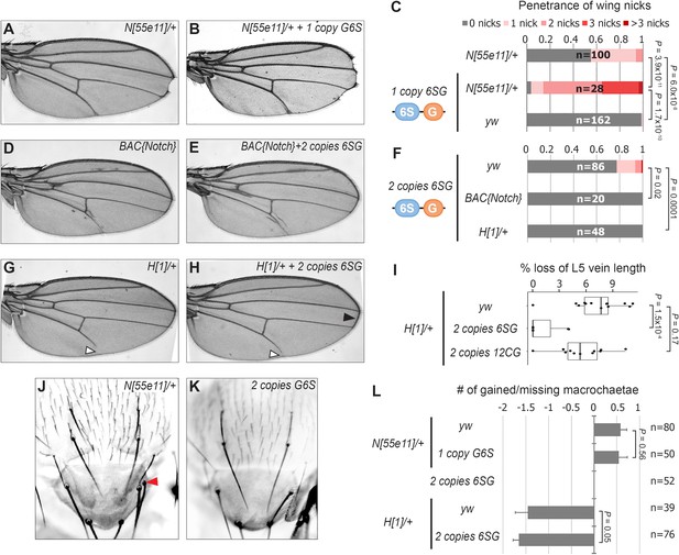 Enhancer Architecture Sensitizes Cell Specific Responses To Notch Gene