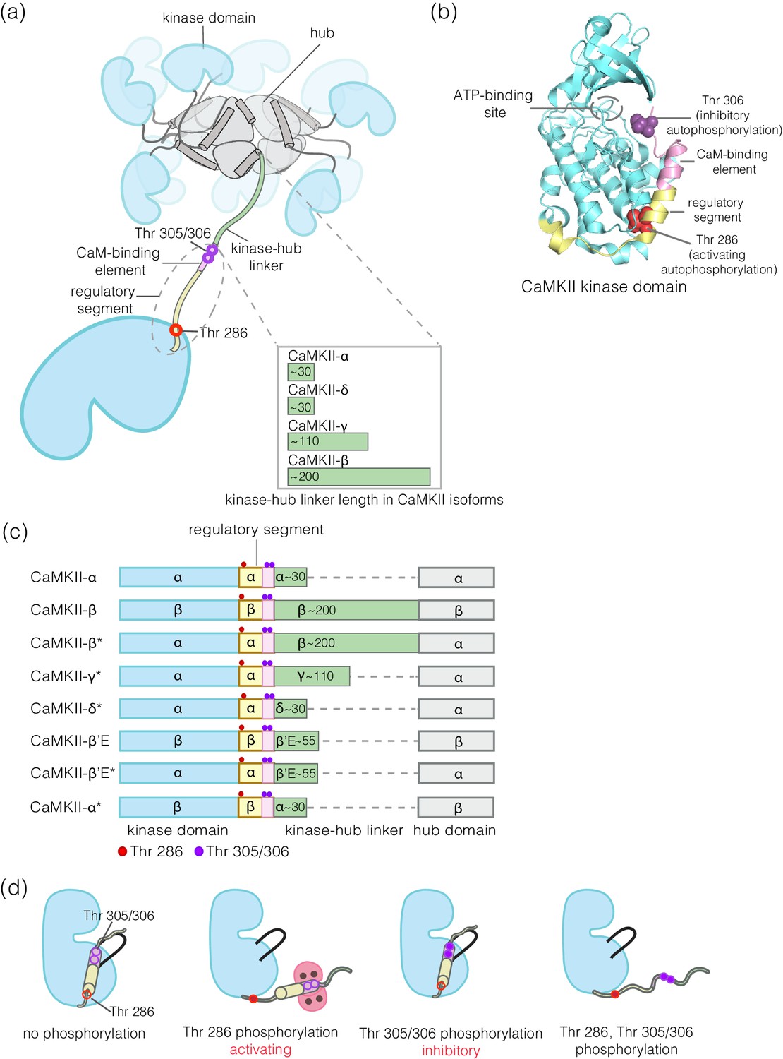 Flexible linkers in CaMKII control the balance between activating and inhibitory ...