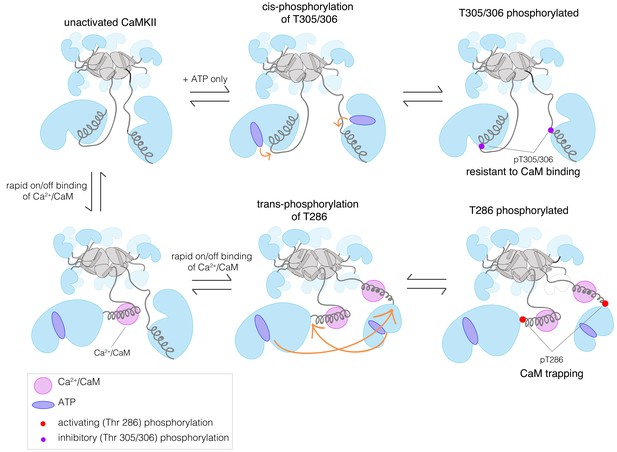 Flexible linkers in CaMKII control the balance between activating and ...