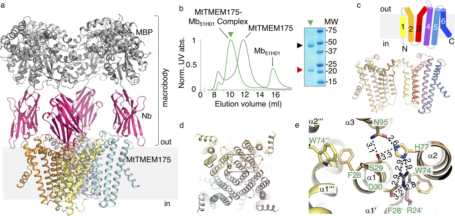 Structural Basis For Ion Selectivity In TMEM175 K+ Channels | ELife