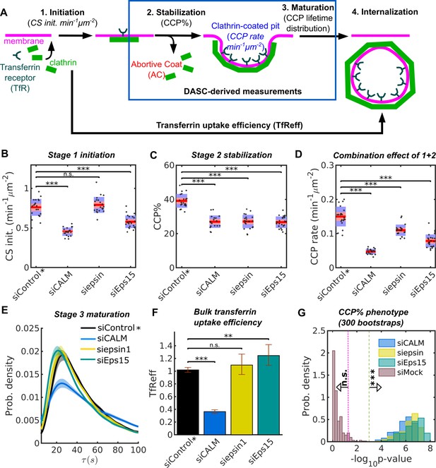 DASC, a sensitive classifier for measuring discrete early stages in ...