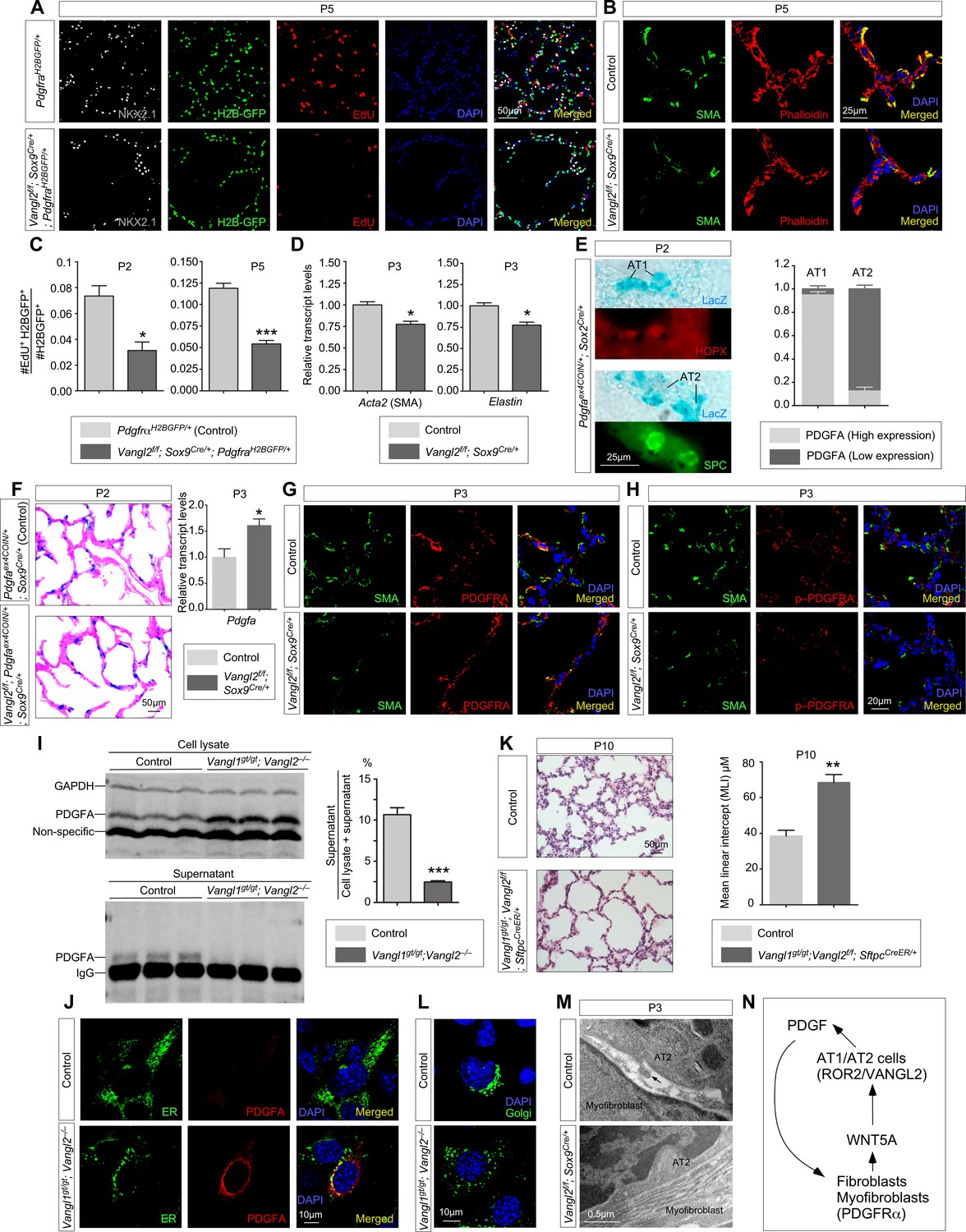 A Mammalian Wnt5a–ror2–vangl2 Axis Controls The Cytoskeleton And 