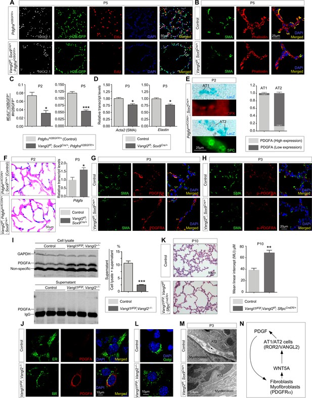 Figures and data in A mammalian Wnt5a–Ror2–Vangl2 axis controls the ...