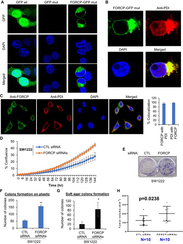 A small protein encoded by a putative lncRNA regulates apoptosis and ...