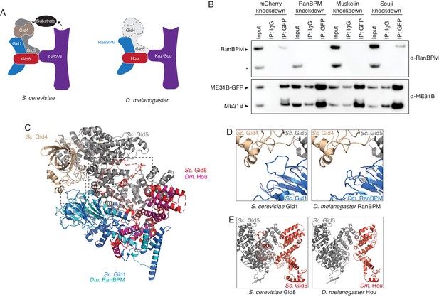 Figures and data in The E2 Marie Kondo and the CTLH E3 ligase clear deposited RNA binding ...