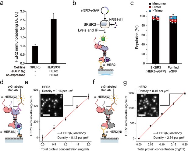 Figures And Data In Single-molecule Functional Anatomy Of Endogenous ...