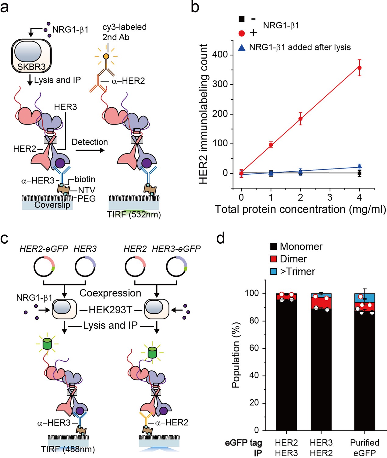 Single-molecule Functional Anatomy Of Endogenous HER2-HER3 Heterodimers ...