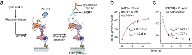 Figures And Data In Single-molecule Functional Anatomy Of Endogenous ...