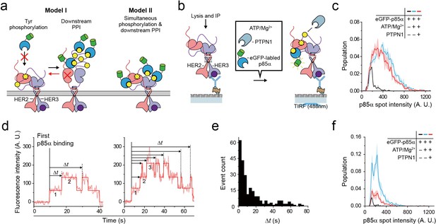 Single-molecule Functional Anatomy Of Endogenous HER2-HER3 Heterodimers ...