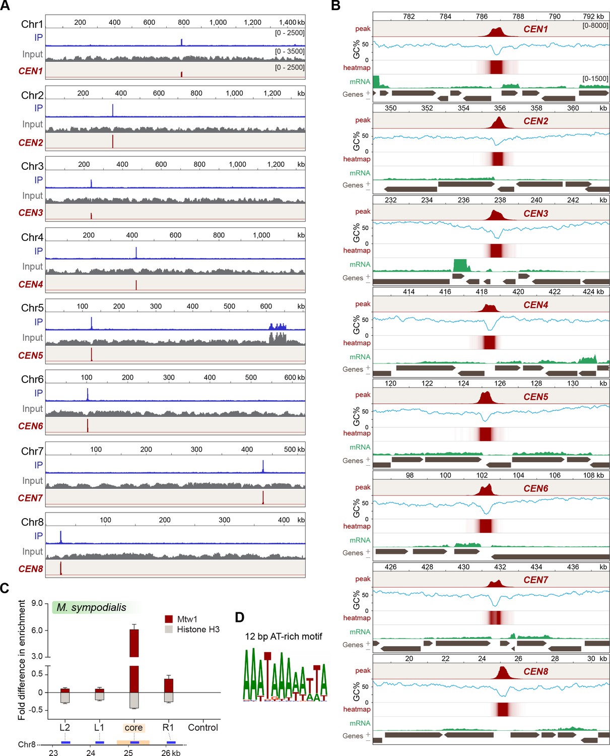 Loss Of Centromere Function Drives Karyotype Evolution In Closely ...