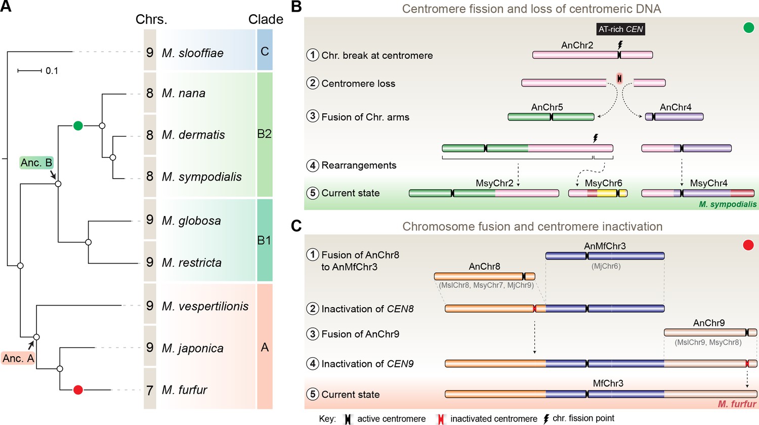 Loss Of Centromere Function Drives Karyotype Evolution In Closely ...