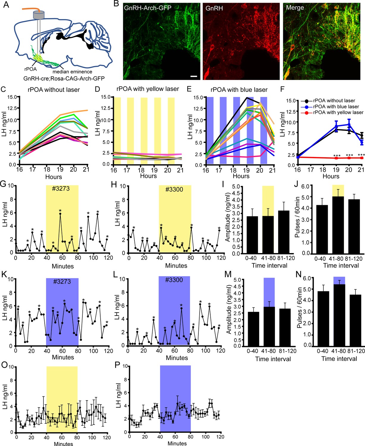 Different Dendritic Domains Of The GnRH Neuron Underlie The Pulse And