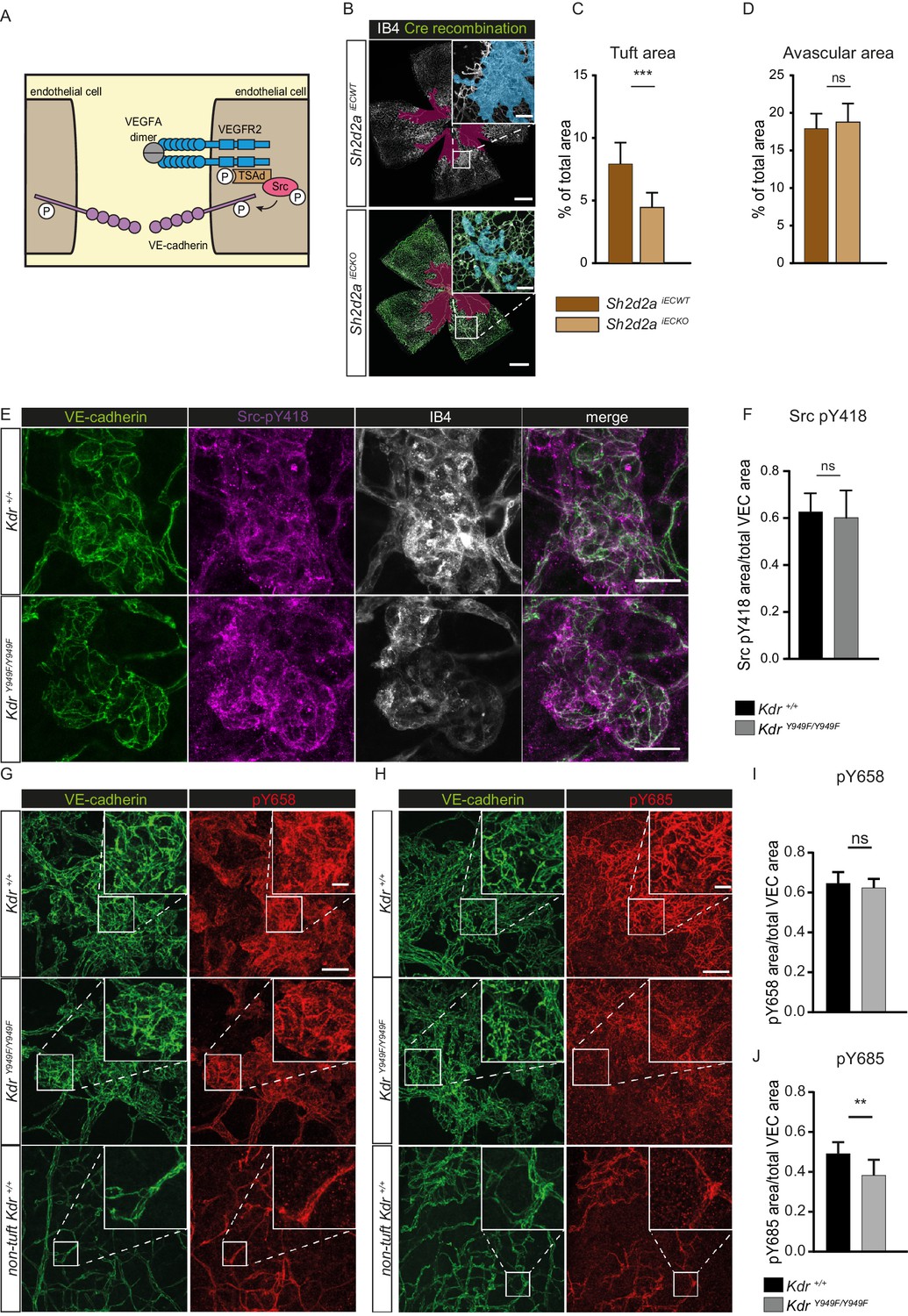 Lactate induces vascular permeability via disruption of VE-cadherin in  endothelial cells during sepsis
