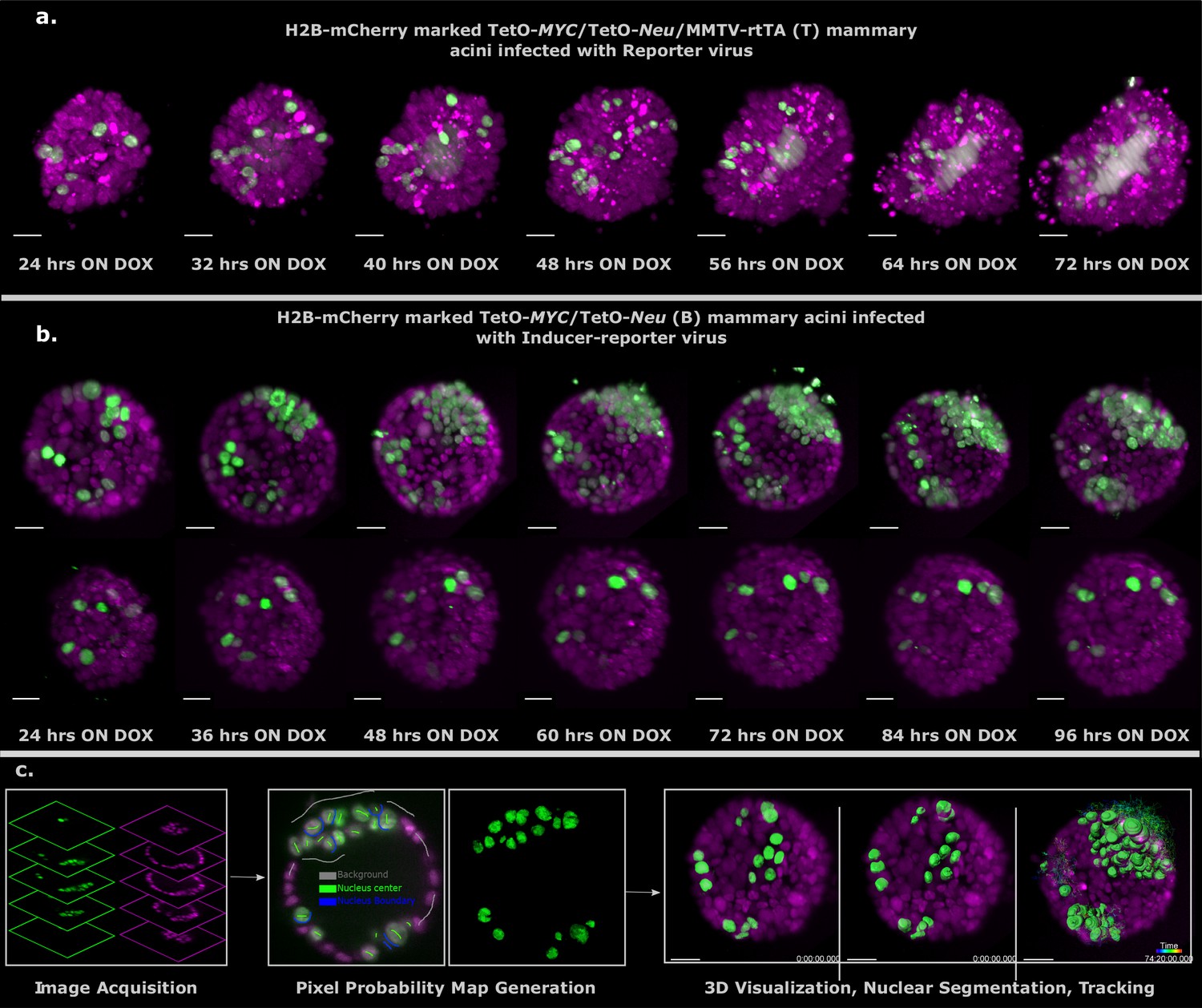 Cell-tracking over four days: Luxendo InVi SPIM - SANE ASIA - European ...