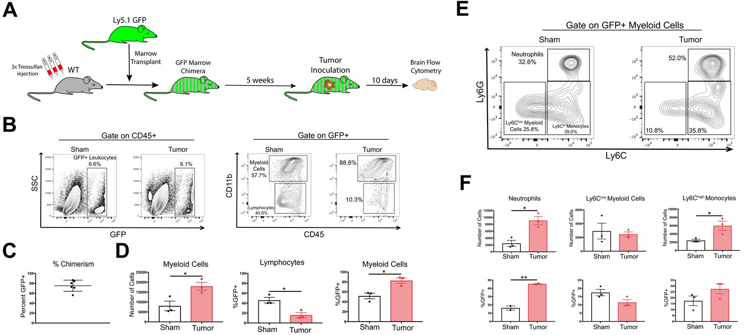 Figures and data in Circulating myeloid cells invade the central ...