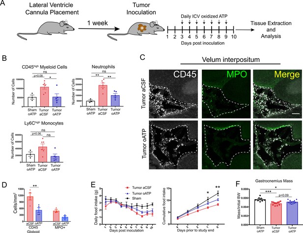 Figures and data in Circulating myeloid cells invade the central ...