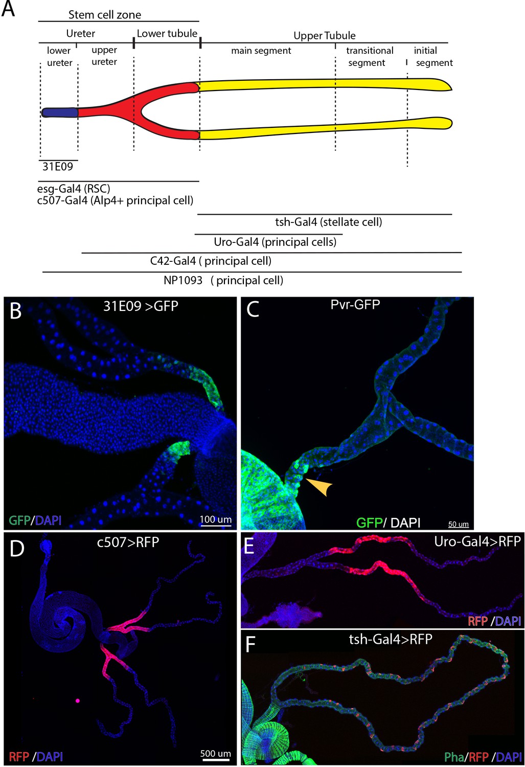 Figures And Data In An Abundant Quiescent Stem Cell Population In