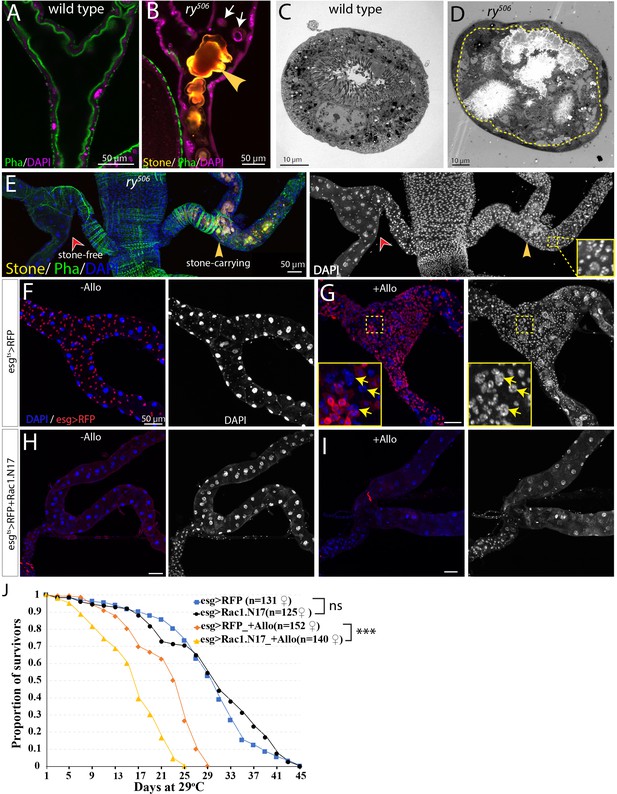 Figures and data in An abundant quiescent stem cell population in ...