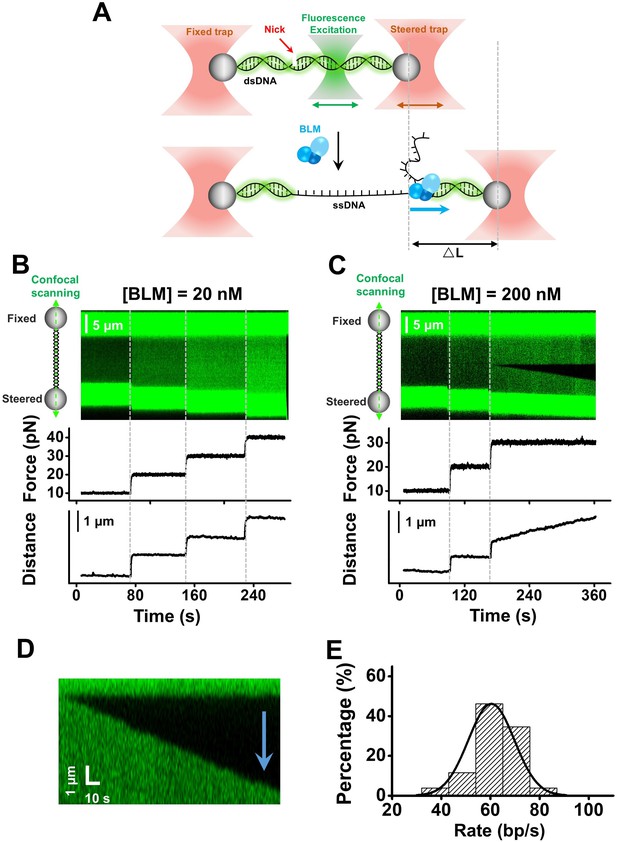 Human RPA Activates BLM’s Bidirectional DNA Unwinding From A Nick | ELife