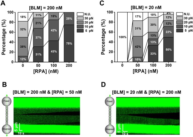 Human RPA Activates BLM’s Bidirectional DNA Unwinding From A Nick | ELife