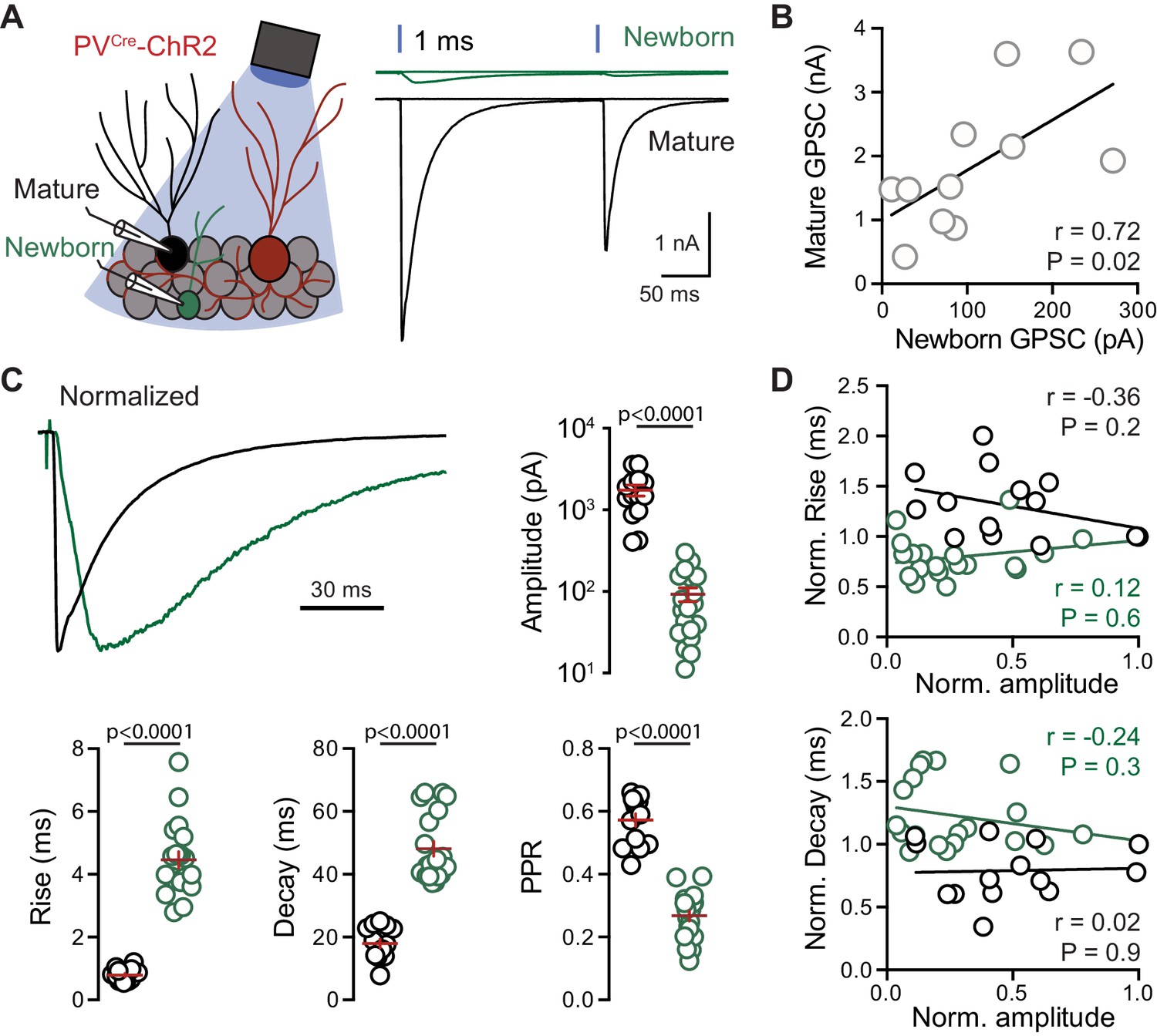 Figures And Data In Parvalbumin Interneurons Provide Spillover To 