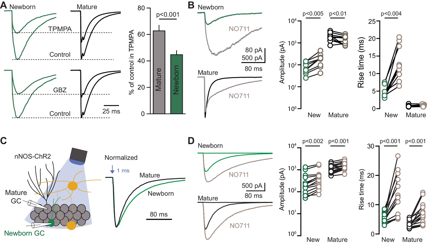 Parvalbumin interneurons provide spillover to newborn and mature ...