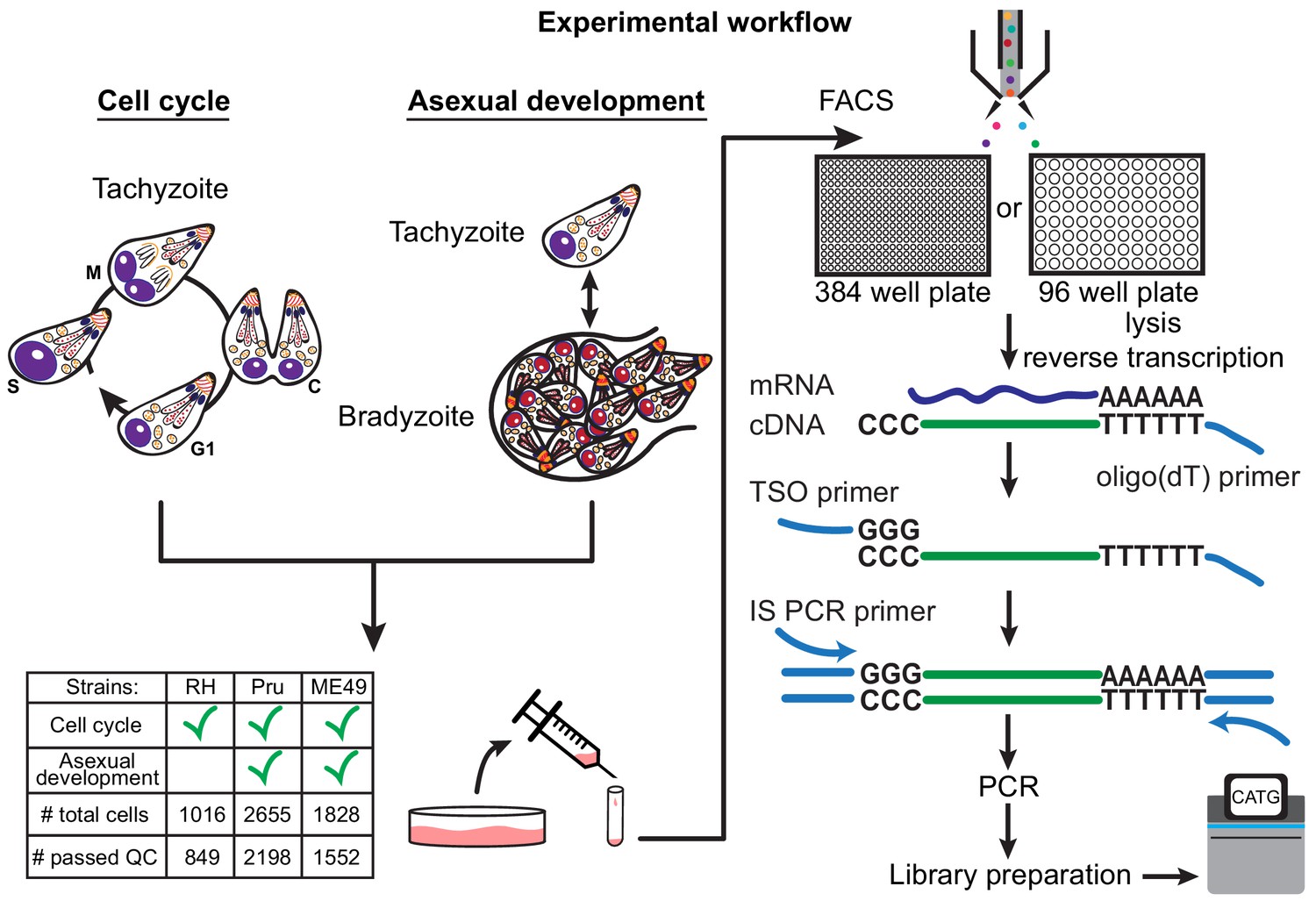 Figures and data in A single-parasite transcriptional atlas of ...