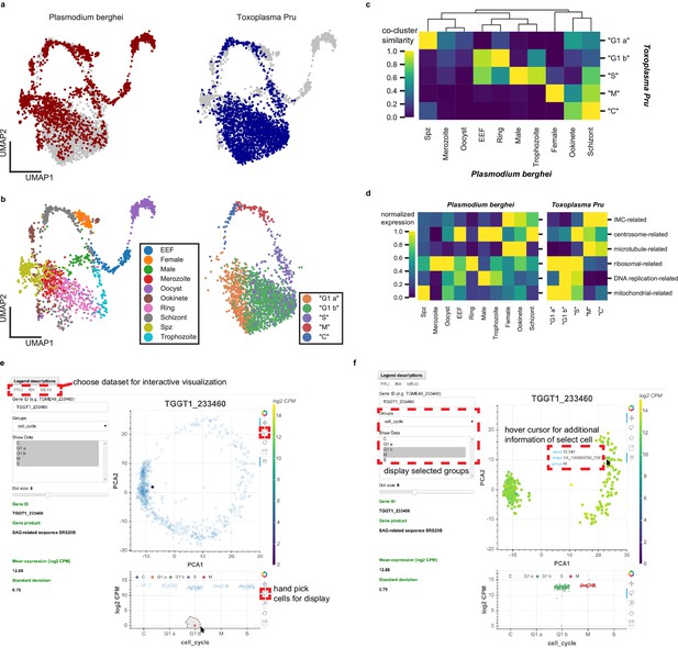 Figures and data in A single-parasite transcriptional atlas of ...