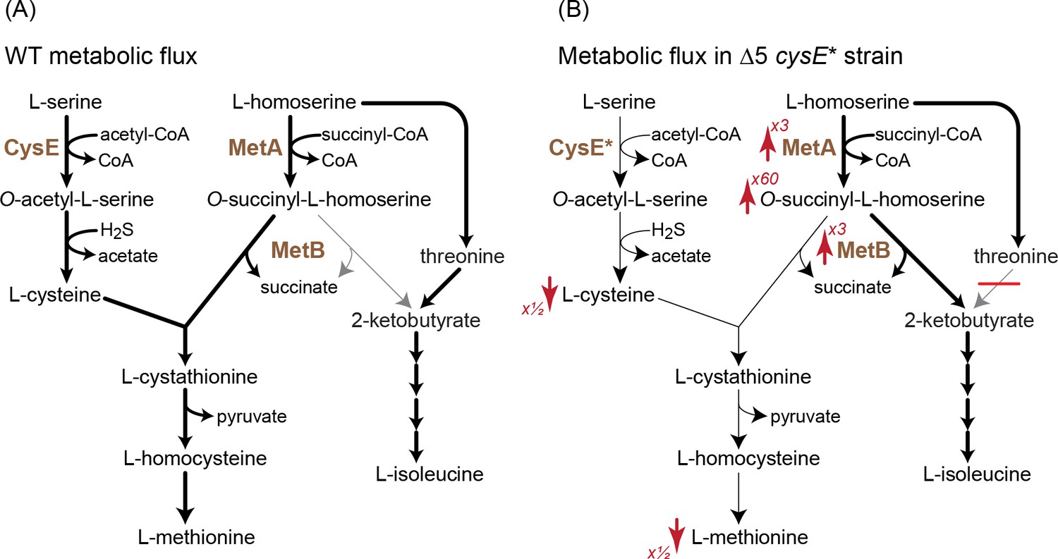 Underground isoleucine biosynthesis pathways in E. coli - eLife